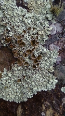 Psiloparmelia distincta