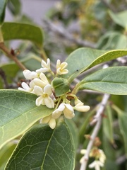 Osmanthus