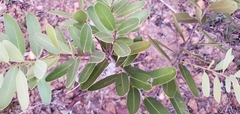 Salacia crassifolia