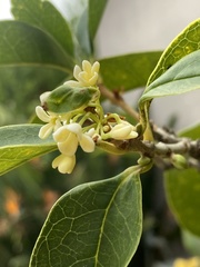 Osmanthus