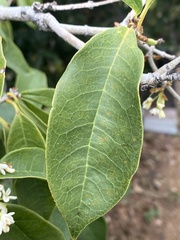 Osmanthus