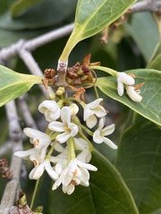 Osmanthus