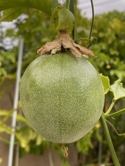 Passiflora edulis