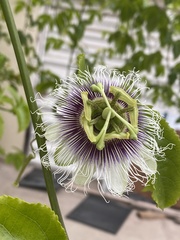 Passiflora edulis