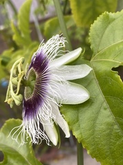 Passiflora edulis
