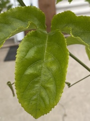 Passiflora edulis