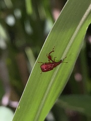 Euscelus