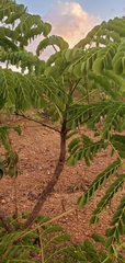 Stryphnodendron adstringens