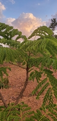 Stryphnodendron adstringens