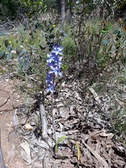 Thelymitra glaucophylla