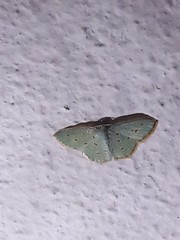 Comostolopsis stillata