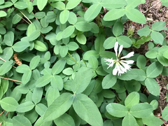 Trifolium latifolium