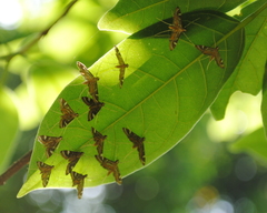 Strepsinoma croesusalis