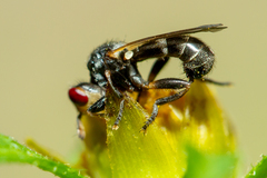 Thecophora propinqua