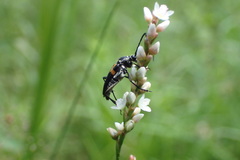Typocerus lunulatus texanus
