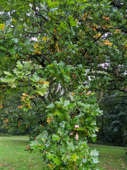 Quercus robur