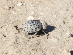 Omorgus pastillarius