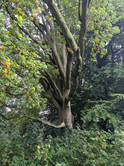 Quercus robur