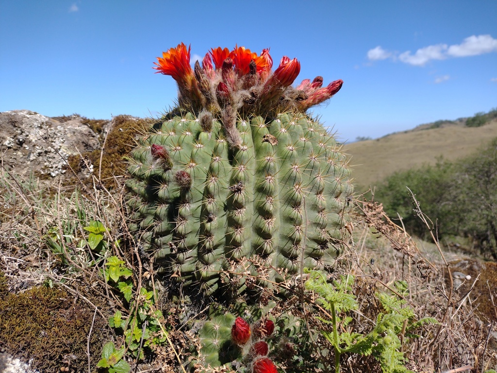Lobivia bruchii