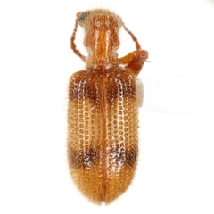 Cymatodera puncticollis