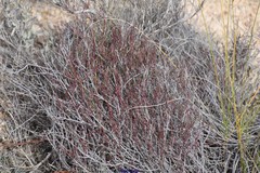 Fumana ericifolia