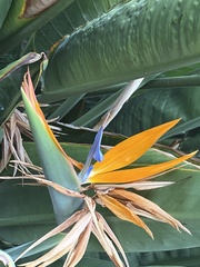Strelitzia