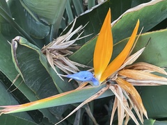 Strelitzia