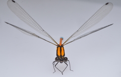 Eoargiolestes ochraceus
