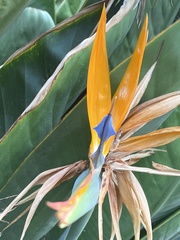 Strelitzia
