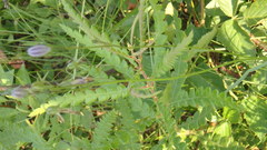 Campanula intercedens