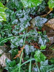 Hedera helix