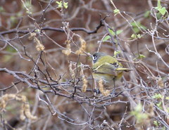 Vireo atricapilla