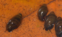 Melanopsis