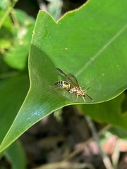 Polybia fastidiosuscula