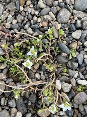 Arenaria serpens