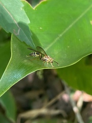 Polybia fastidiosuscula