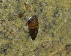 Melanopsis