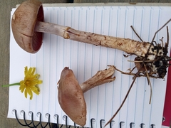 Cortinarius anomalus