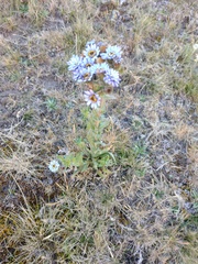 Perezia multiflora multiflora