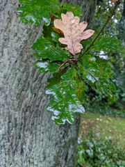 Quercus robur