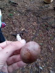 Cortinarius anomalus