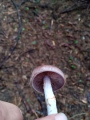 Cortinarius anomalus