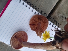 Cortinarius anomalus