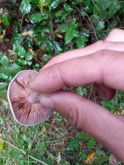 Cortinarius anomalus