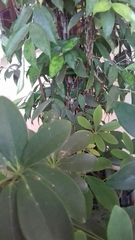 Dracaena surculosa