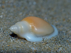 Austroginella muscaria