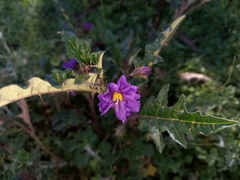 Solanum cinereum