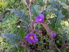 Solanum cinereum