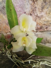 Rodriguezia granadensis