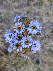 Perezia multiflora multiflora